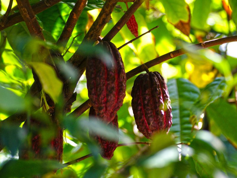 cacao-vrucht-aan-boom