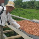 Cacao oogst inspectie